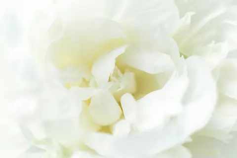 Flor blanca en detalle